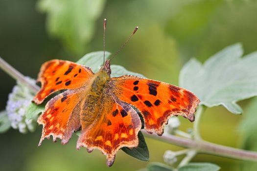 Orange Comma butterfly resting on branch and green leaf in summer