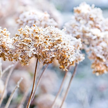 The icy flowers of the winter - frosted hydrangea with ripe - square image