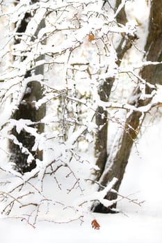 Branches on a tree make a snow pattern in winter