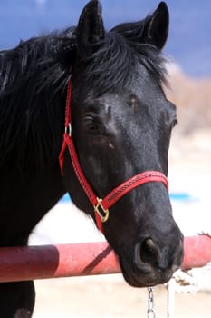 Headshot of a black stallion in daylight outside