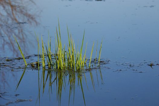 Aquatic vegetation emerges from an Illinois wetland in the spring.