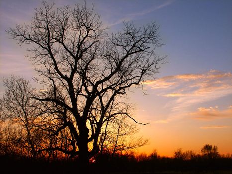 The silhouette of an old oak tree against a blazing Illinois sunset.