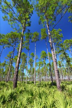The beautiful pine flatwoods of central Florida on a sunny day.