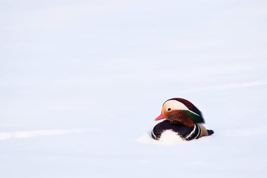 Male mandarin duck in the snow