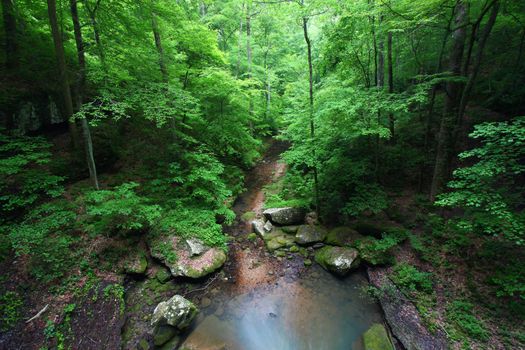 A small creek flows through a deep gorge of Alabama.