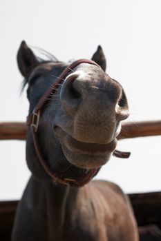 Muzzle of a horse with a smile on her lip