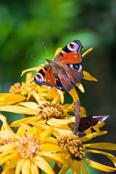 A butterfly sits on a large yellow flowers on a green background