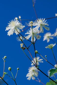 White flowers on blue sky background