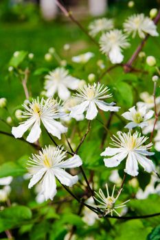 Great green bush with white flowers on a suburban site