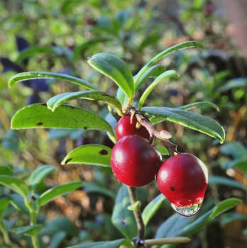 Cowberry with drops. Red ripe cowberry with drops after rain.Cowberry or Lingonberry, Vaccinium vitis-idaea, three red berries.