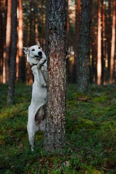 Dog in forest. The dog walks in summer wood.