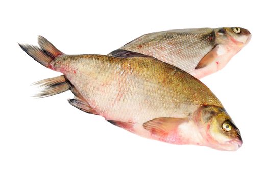 Two fresh freshwater fish. Bream. Isolated on white.