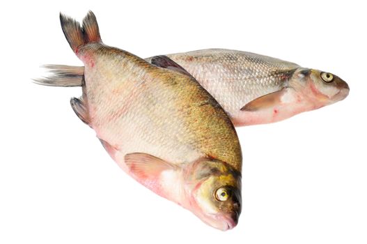 Two fresh freshwater fish. Bream. Isolated on white.