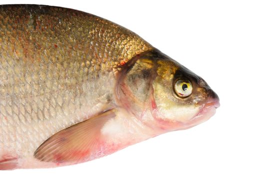 Fresh freshwater fish Bream. Macro. Isolated on white.