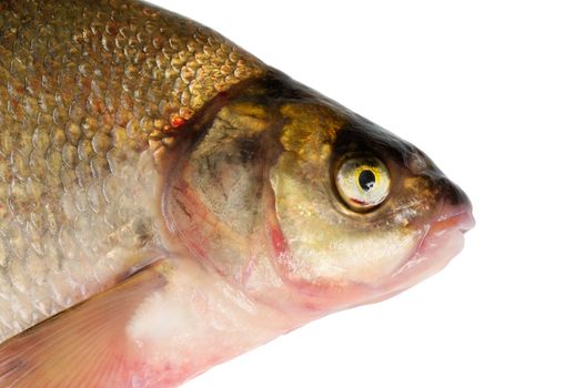 Fresh freshwater fish Bream. Macro. Isolated on white.