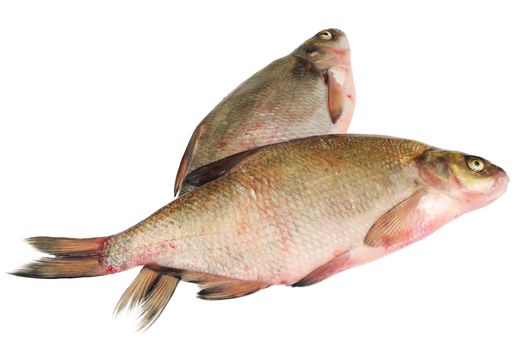 Two fresh freshwater fish. Bream. Isolated on white.