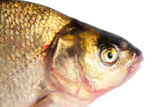 Fresh freshwater fish Bream. Macro. Isolated on white.