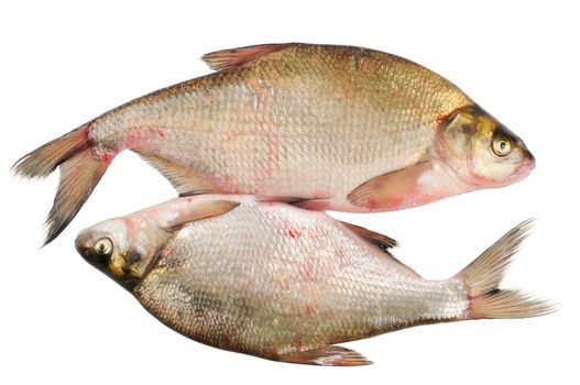 Two fresh freshwater fish. Bream. Isolated on white.