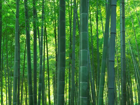 asian bamboo forest