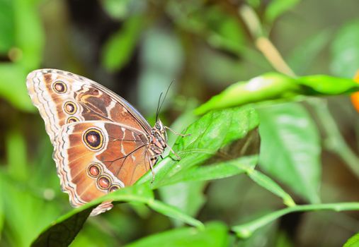 Butterfly on a leaf. On background of leaves.