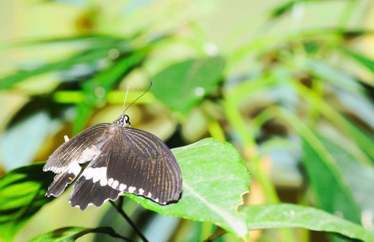 Butterfly on a leaf. On background of leaves.