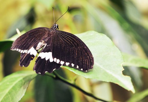 Butterfly on a leaf. On background of leaves.