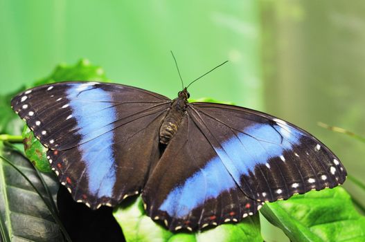 Butterfly on a leaf. On background of leaves.