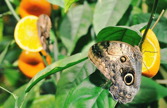 Butterfly on a leaf. On background of leaves.