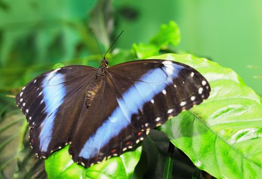 Butterfly on a leaf. On background of leaves.