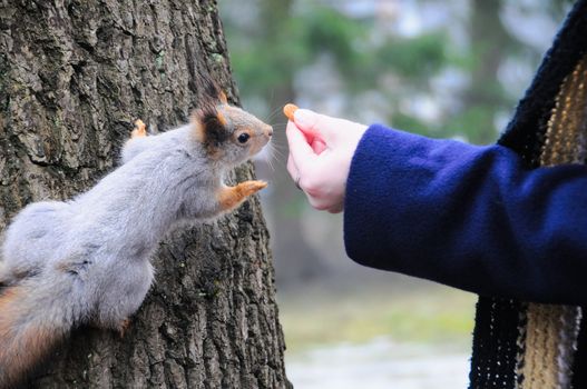 A grey squirrel being hand fed in a park