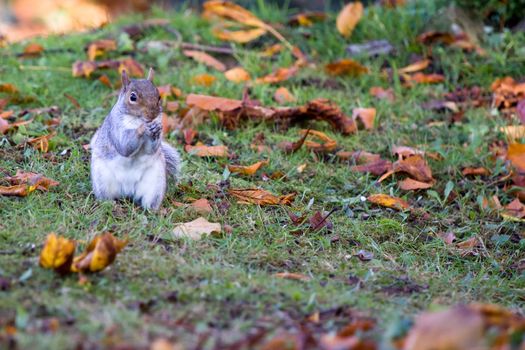 Grey squirrel on the grass
