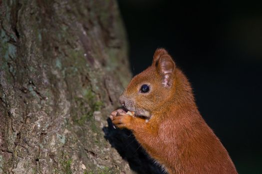 Red Eurasian squirrel sitting on the tree
