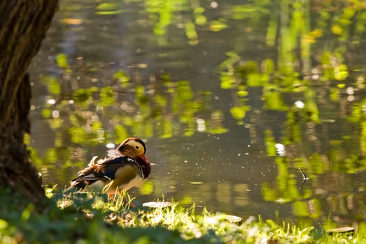 Mandarin duck near the pond