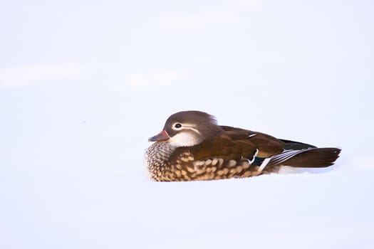 Female mandarin duck in the snow