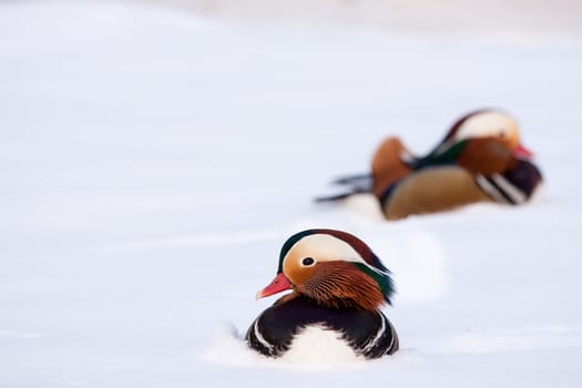 Pair of mandarin ducks in the snow