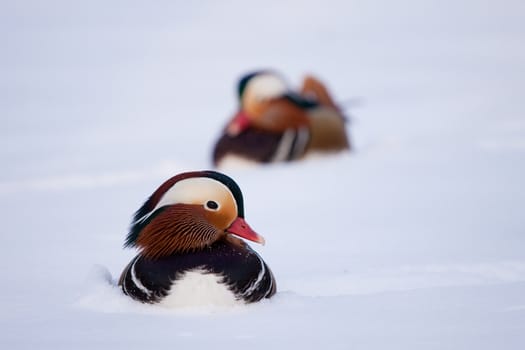 Pair of mandarin ducks in the snow