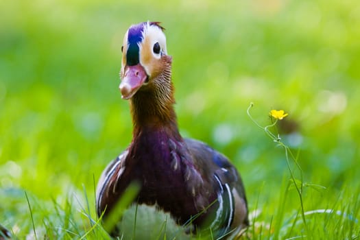 Mandarin duck in the grass looking curiously at the watcher
