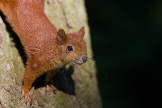 Red Eurasian squirrel sitting on the tree