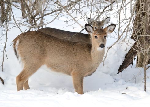 Whitetail deer doe standing in the woods in winter snow with yearling behind her.