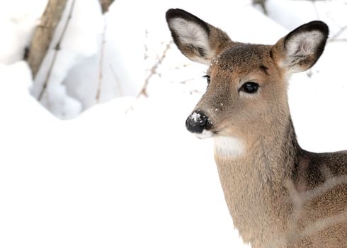 Whitetail deer doe standing in the woods in winter snow.