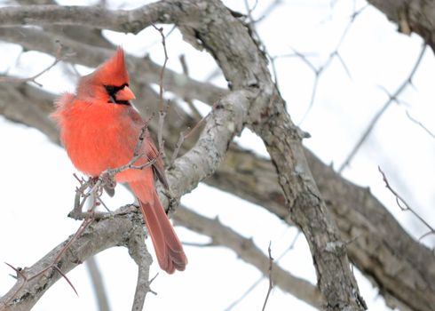 A male Cardinal perched on a branch.