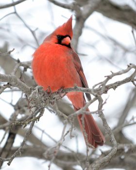 A male Cardinal perched on a tree branch.