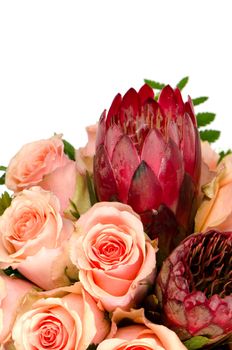 Flower of pink roses on white background.