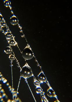 Closeup of morning dew on a spiderweb