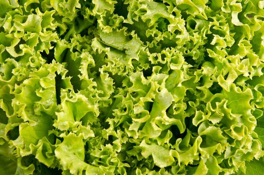 Fresh green cettuce salad leaves background.