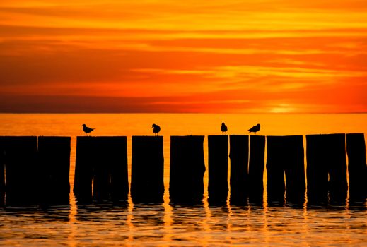 Sun set by the sea with pier and birds silhouettes
