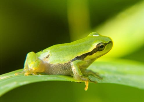 Small green frog sitting on a flower in the morning