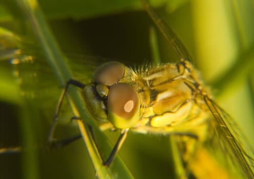 Dragonfly sitting on a flower in the morning