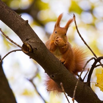 Red squirrel in the natural environment