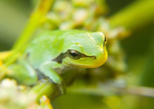 Small green frog sitting on a flower in the morning